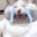 (猫猫哭哭)（(猫猫哭哭)）