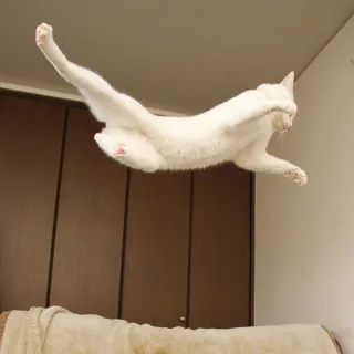 (猫咪帅气飘过)
