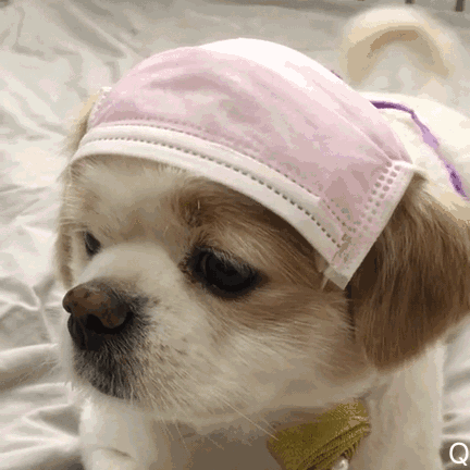 呆萌乖乖狗摇尾巴 GIF（呆萌乖乖狗摇尾巴 GIF）