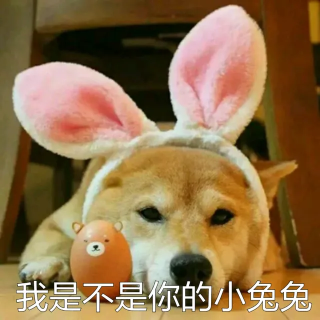 我是不是你的小兔兔
