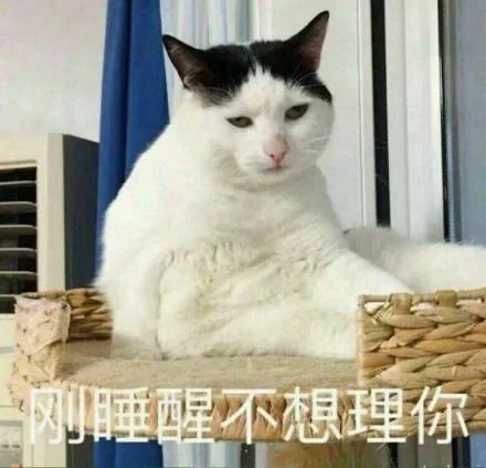 刚睡醒不想理你（猫咪）（刚睡醒不想理你（猫咪））
