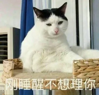刚睡醒不想理你（猫咪）