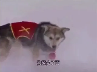 狗舔完了面