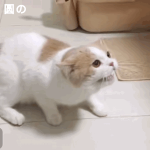 喵（猫咪动图表情包）