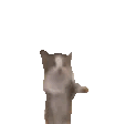 猫猫动图表情包