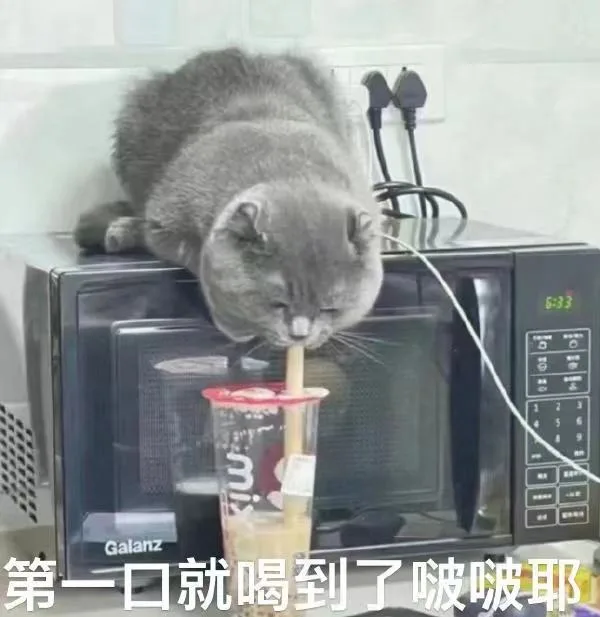 8:33公Galanz第一口就喝到了啵啵耶(猫猫喝奶茶表情包)（8:33公Galanz第一口就喝到了啵啵耶(猫猫喝奶茶表情包)）