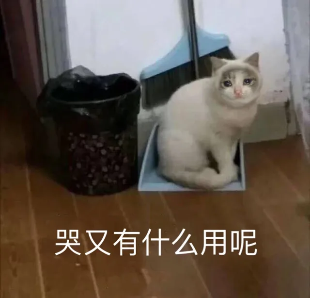 哭又有什么用呢？（猫咪）