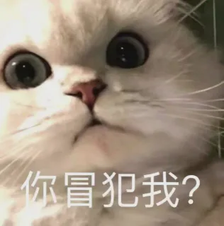 猫猫