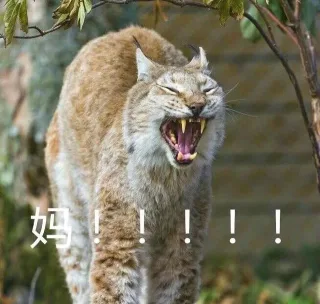 妈！！！（喵星人）