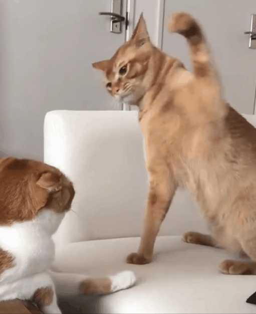 猫猫挥拳 GIF 动图表情包（猫猫挥拳 GIF 动图表情包）