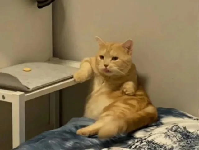 (猫猫表情包)
