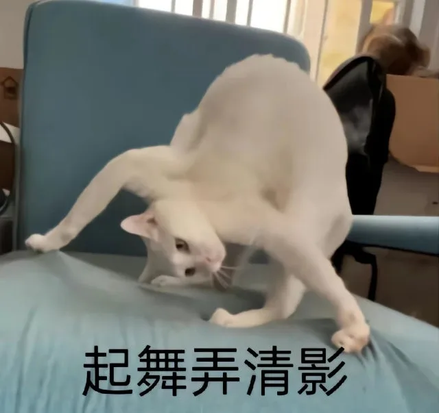 起舞弄清影(猫猫表情包)（起舞弄清影(猫猫表情包)）
