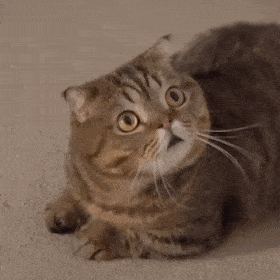 O(猫猫动图表情包)（O(猫猫动图表情包)）