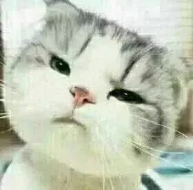 小猫咪歪头杀