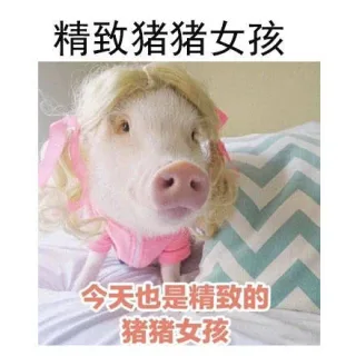 精致猪猪女孩今天也是精致的猪猪女孩