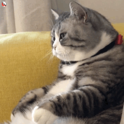 怒视（猫咪动态表情包）（怒视（猫咪动态表情包））