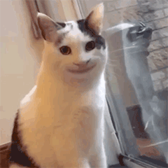 猫咪无奈