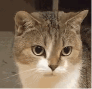 猫咪露出凶狠的眼神（猫咪露出凶狠的眼神）