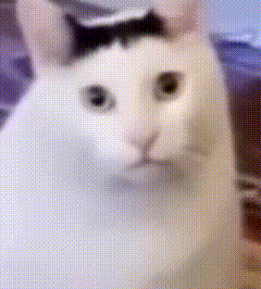 猫猫动图表情包（猫猫动图表情包）