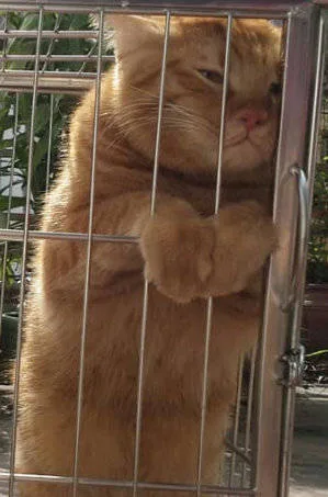 满眼都是委屈