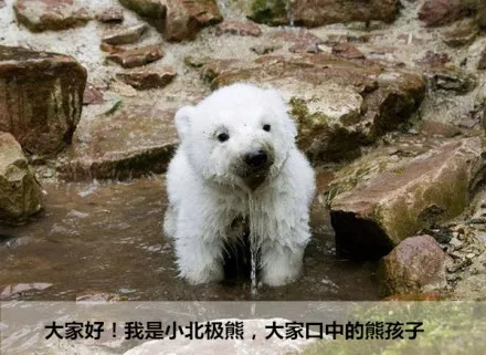 大家好，我是小北极熊，大家口中的熊孩子
