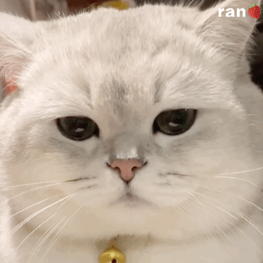 猫咪动态表情包（猫咪动态表情包）