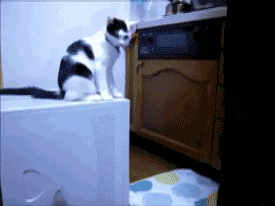 猫咪离间同伴（猫咪离间同伴）