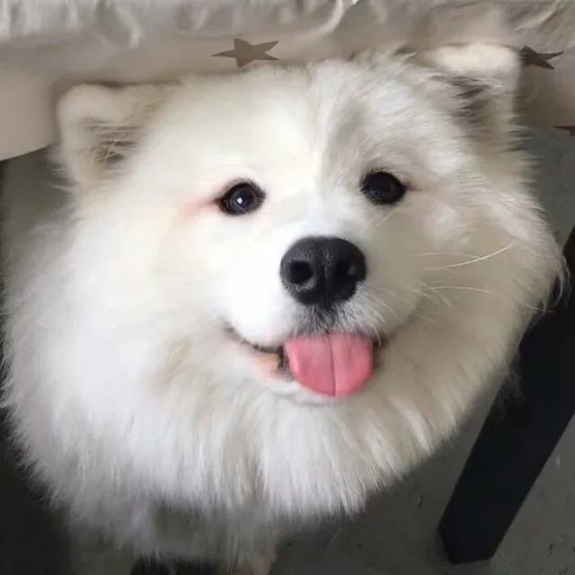 狗狗略略略小舌头（狗狗略略略小舌头）