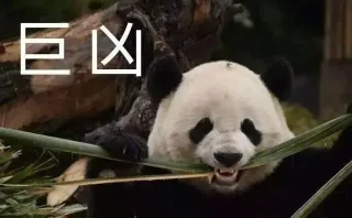一波大熊猫