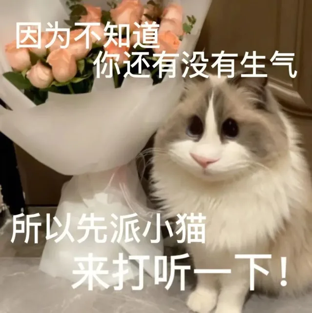 因为不知道你还有没有生气所以先派小猫来打听一下!