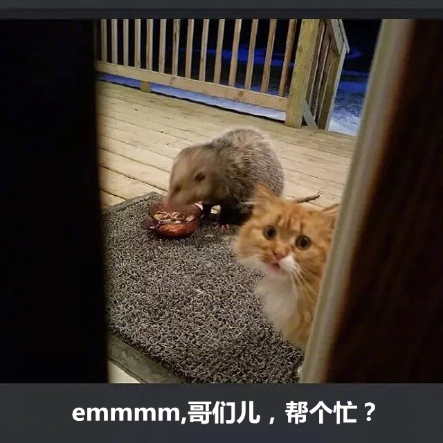 橘猫被竹鼠抢食系列