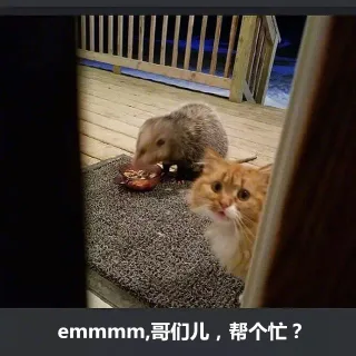 橘猫被竹鼠抢食系列表情包