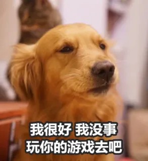 金毛Buddy动情演绎女朋友生气时的样子_汪星人_金毛表情包