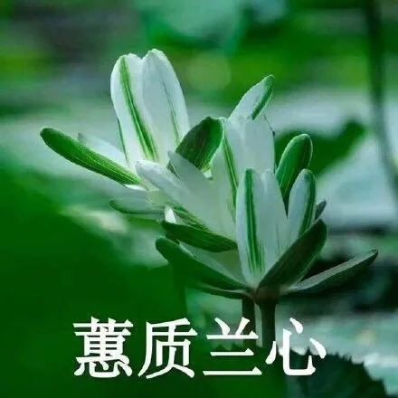 蕙质兰心（蕙质兰心）