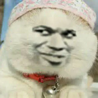 变脸猫