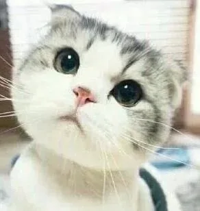 小猫咪歪头杀（小猫咪歪头杀）