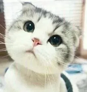 小猫咪歪头杀