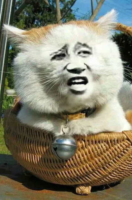 变脸猫（变脸猫）