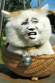 变脸猫