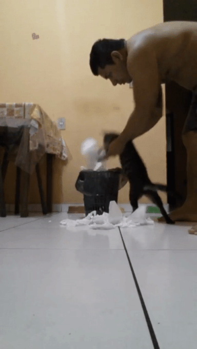 猫咪捡起自己打翻的垃圾（猫咪捡起自己打翻的垃圾）