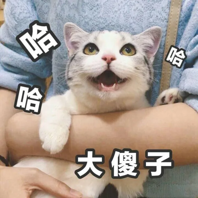 哈哈哈 大傻子（哈哈哈 大傻子）