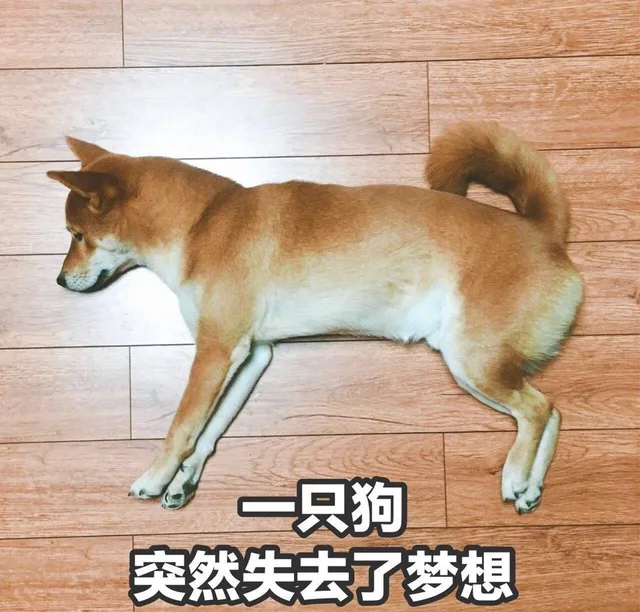 一只狗突然失去了梦想（一只狗突然失去了梦想）