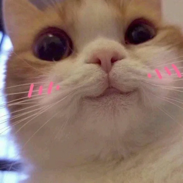 猫咪（猫咪）