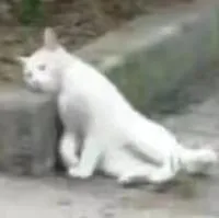 猫猫瘫坐表情包（猫猫瘫坐表情包）
