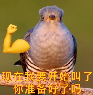 现在我要开始叫了你准备好了吗