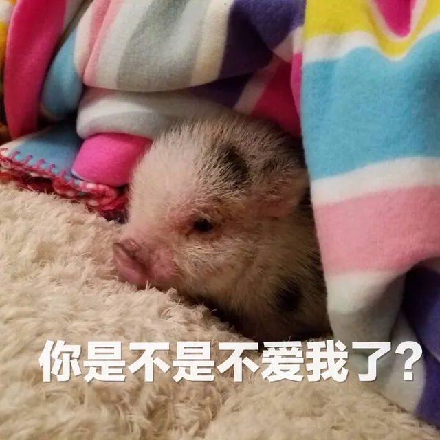你是不是不爱我了？（你是不是不爱我了？）