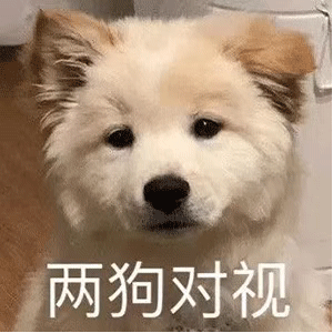 两狗对视