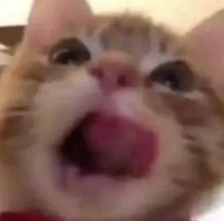 歪嘴猫猫表情包 馋了（歪嘴猫猫表情包 馋了）