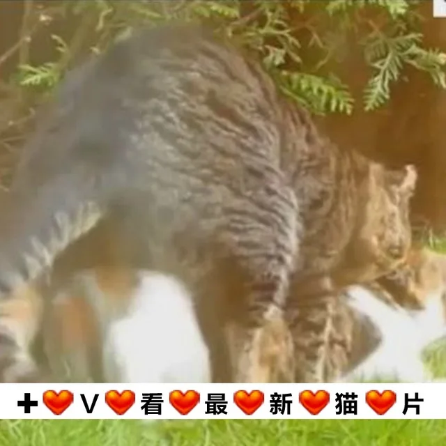 VV看V最V新V猫V片