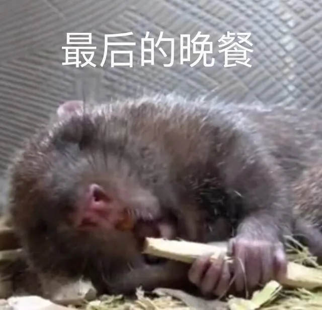 竹鼠表情包：最后的晚餐（竹鼠表情包：最后的晚餐）